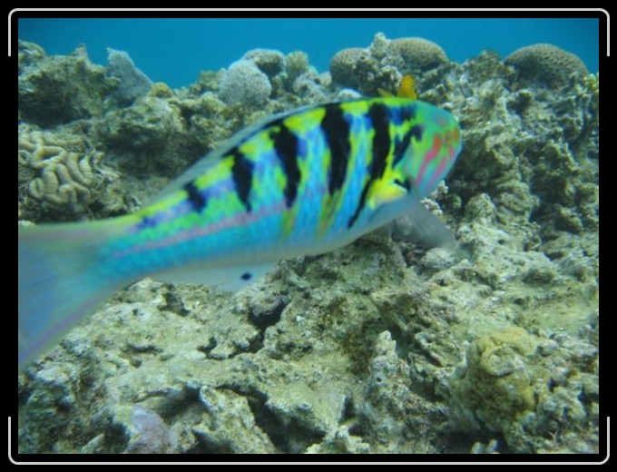 Diapositive suivante